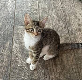 Cocoa Bean -  Tabby and Domestic Short Hair Cat for Adoption in Garner, North Carolina - Cocoa Bean | PetCurious