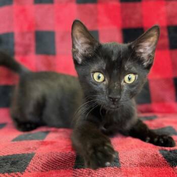 Conductor -  Domestic Short Hair Cat for Adoption in Mt. Juliet, Tennessee - Conductor | PetCurious