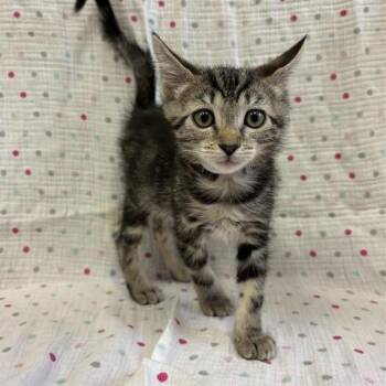 Marina -  Domestic Short Hair Cat for Adoption in Long Beach, California - Marina | PetCurious