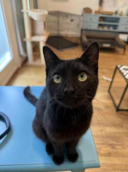 Koko Bean -  Domestic Short Hair Cat for Adoption in Houston, Texas - Koko Bean | PetCurious