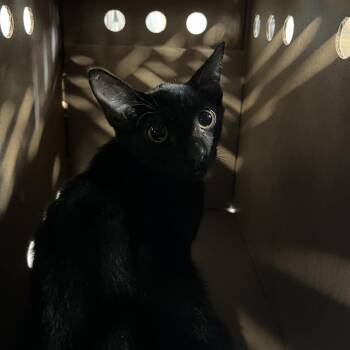Jett -  Domestic Short Hair Cat for Adoption in Tampa, Florida - Jett | PetCurious