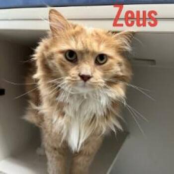 Zeus -  Domestic Medium Hair Cat for Adoption in Pleasantville, New Jersey - Zeus | PetCurious