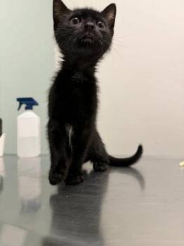 Domestic Short Hair Cats Available for Adoption in Annapolis, Maryland - Dixie Kong | PetCurious