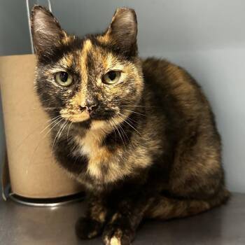 Marble -  Domestic Short Hair Cat for Adoption in Chattanooga, Tennessee - Marble | PetCurious