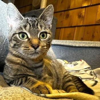Remy -  Domestic Short Hair Cat for Adoption in Michigan City, Indiana - Remy | PetCurious