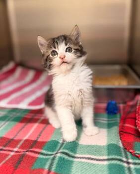 Georgette -  Domestic Long Hair Cat for Adoption in Disputanta, Virginia - Georgette | PetCurious