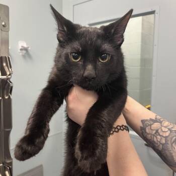 Polaris -  Domestic Short Hair Cat for Adoption in Greensboro, North Carolina - Polaris | PetCurious