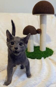 Rescue Domestic Short Hair Cats for Adoption in Youngsville, North Carolina - Jeepers25 | PetCurious