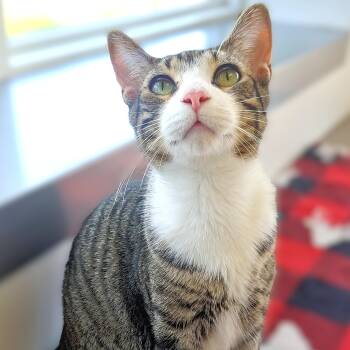 Rescue Domestic Short Hair Cats for Adoption in Belmont, New York - Kris | PetCurious