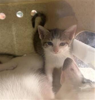 HACO -  Domestic Short Hair Cat for Adoption in Louisville, Kentucky - HACO | PetCurious