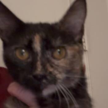 Sienna -  Domestic Short Hair Cat for Adoption in Brea, California - Sienna | PetCurious