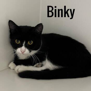 Binky -  Domestic Short Hair Cat for Adoption in Pleasantville, New Jersey - Binky | PetCurious