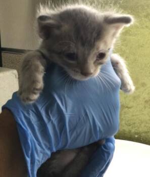 PLUTO -  Domestic Short Hair Cat for Adoption in Riverside, California - PLUTO | PetCurious