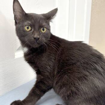 Bella -  Domestic Short Hair Cat for Adoption in Medford, Oregon - Bella | PetCurious