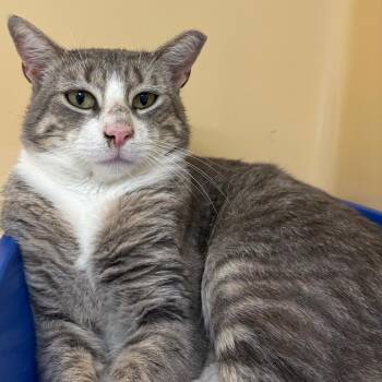 Calvin -  Domestic Short Hair Cat for Adoption in East Hanover, New Jersey - Calvin | PetCurious