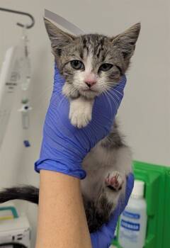 Rescue Domestic Short Hair Cats for Adoption in Ontario, California - PILOT | PetCurious