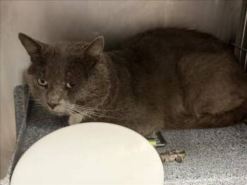 ERNIE -  Domestic Medium Hair Cat for Adoption in Tulsa, Oklahoma - ERNIE | PetCurious