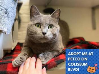 Domestic Medium Hair Cats Available for Adoption in Fort Wayne, Indiana - VETOMO | PetCurious