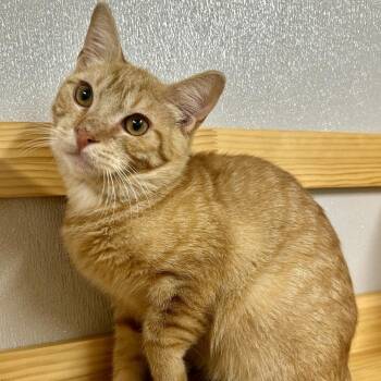 Gordita -  Domestic Short Hair Cat for Adoption in Saint Joseph, Missouri - Gordita | PetCurious