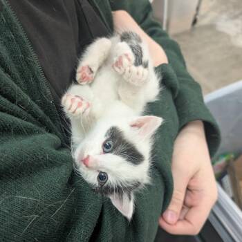 Domestic Short Hair Cats Available for Adoption in Manhattan, Kansas - TRRS-Stray-44320 | PetCurious
