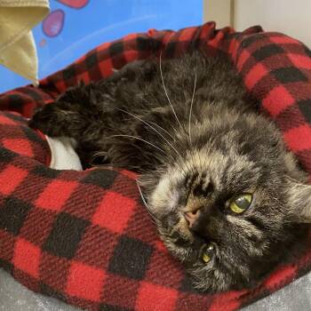 Domestic Medium Hair Cats Available for Adoption in Cheyenne, Wyoming - Raven | PetCurious