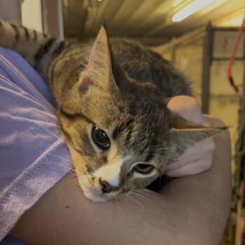 Dumpling -  Domestic Short Hair Cat for Adoption in Stephenville, Texas - Dumpling | PetCurious