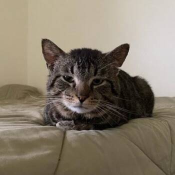 Goose -  Domestic Short Hair Cat Available for Adoption in Delaware, Ohio - Goose | PetCurious