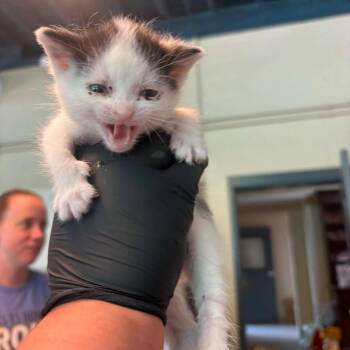 Chocolate Chip -  Domestic Short Hair Cat for Adoption in Huntington, West Virginia - Chocolate Chip | PetCurious