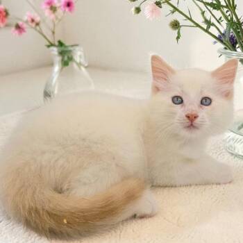 Lancelot -  Siamese Cat for Adoption in Santa Fe, Texas - Lancelot | PetCurious