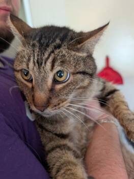 Rescue Domestic Short Hair Cats for Adoption in Leander, Texas - Puma | PetCurious