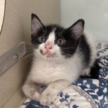 Kirara -  Domestic Short Hair Cat for Adoption in League City, Texas - Kirara | PetCurious