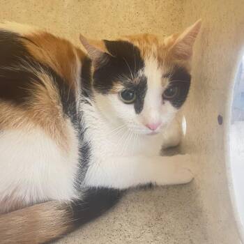 Sol -  Domestic Short Hair Cat for Adoption in Philadelphia, Pennsylvania - Sol | PetCurious