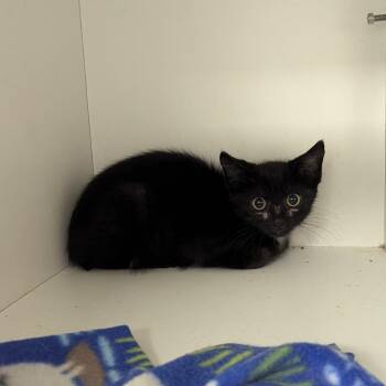 Pepperoncino -  Domestic Short Hair Cat for Adoption in Jeffersonville, Indiana - Pepperoncino | PetCurious
