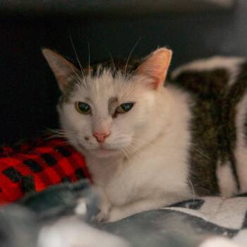 Angel -  Domestic Short Hair Cat for Adoption in Vallejo, California - Angel | PetCurious