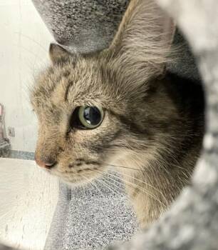 Razzles -  Domestic Medium Hair Cat for Adoption - Razzles | PetCurious