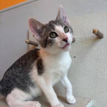 Root -  Domestic Short Hair Cat for Adoption in West Des Moines, Iowa - Root | PetCurious