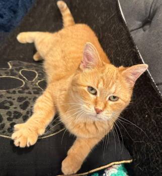 Mahalia -  Domestic Short Hair Cat for Adoption in Kalamazoo, Michigan - Mahalia | PetCurious