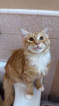 Naruto -  Domestic Medium Hair and Tabby Cat for Adoption in Fresno, California - Naruto | PetCurious