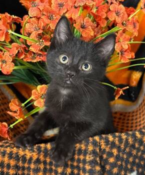 3/20/26 Pheobe -  Domestic Short Hair Cat Available for Adoption in Stillwater, Oklahoma - 3/20/26 Pheobe | PetCurious
