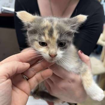 Rescue Domestic Short Hair Cats for Adoption in Buffalo, Wyoming - Patches | PetCurious