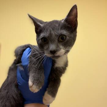 Double Scoop -  Domestic Short Hair Cat for Adoption in Charlottesville, Virginia - Double Scoop | PetCurious