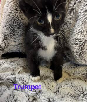 Trumpet -  Domestic Short Hair Cat for Adoption in Shrewsbury, Massachusetts - Trumpet | PetCurious