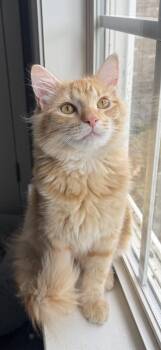 Georgie -  Domestic Medium Hair Cat for Adoption in Murfreesboro, Tennessee - Georgie | PetCurious