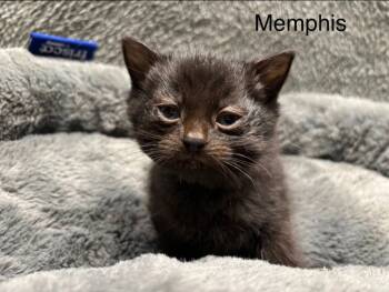 Rescue Domestic Short Hair Cats for Adoption in Wabash, Indiana - Memphis | PetCurious