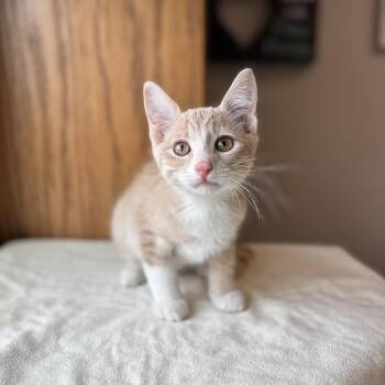Leo Minor--In Foster -  Domestic Short Hair Cat for Adoption in Fargo, North Dakota - Leo Minor--In Foster | PetCurious