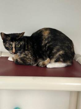 26-380 Sassy Pants -  Domestic Short Hair Cat for Adoption in Tarboro, North Carolina - 26-380 Sassy Pants | PetCurious