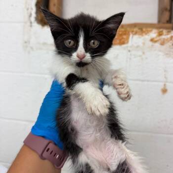 Toffee -  Domestic Short Hair Cat for Adoption in Edinburg, Texas - Toffee | PetCurious