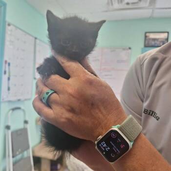 Rescue Domestic Short Hair Cats for Adoption in Madill, Oklahoma - Gravy | PetCurious