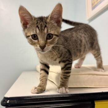 Corky -  Domestic Short Hair Cat for Adoption in Chicago, Illinois - Corky | PetCurious