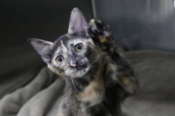 Oakley -  Domestic Short Hair Cat for Adoption in Brunswick, Georgia - Oakley | PetCurious